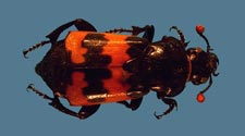 Nicrophorus marginatus