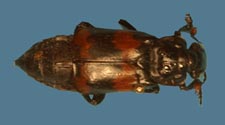 Nicrophorus mexicanus