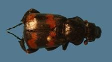 Nicrophorus obscurus