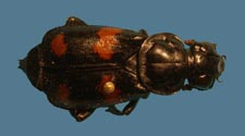 Nicrophorus orbicollis