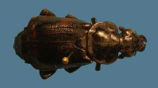 Nicrophorus pustulatus