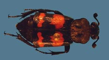 Nicrophorus tomentosus