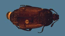 Thanatophilus truncatus
