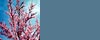 Trees as Larval Host-Plants