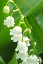 image of lily of the valley