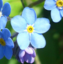 image of forget-me-not
