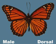 Basilarchia archippus archippus