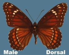 Basilarchia archippus archippus - male - hybrid