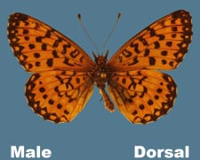 Boloria selene nebraskensis
