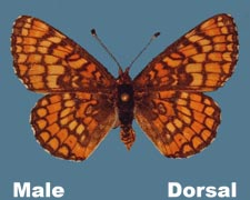 Charidryas acastus - male