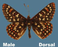 Euphydryas anicia bernadetta - male