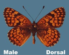 Polydryas arachne - male