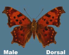 Polygonia comma - male - fall form