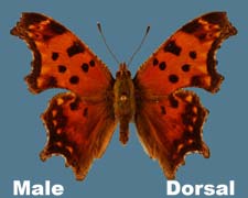 Polygonia comma - male - summer form