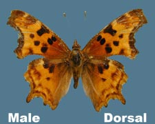 Polygonia satyrus - male