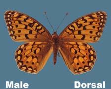 Speyeria callippe - male