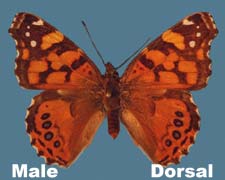 Vanessa annabella - male