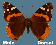 Vanessa atalanta - male