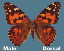 Vanessa carduii - male