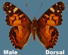 Vanessa virginiensis - male
