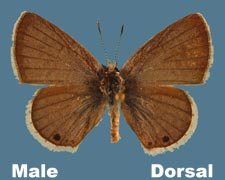 Echinargus isola - male