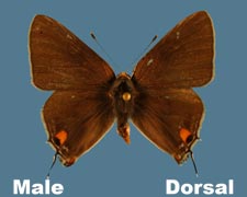 Strymon melinus franki - male