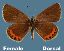 Plebejus acmon - female