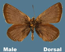 Plebejus icarioides pembina - male