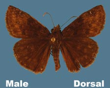 Erynnis baptisiae
