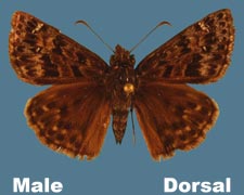 Erynnis martialis