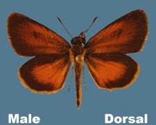 Ancyloxypha numitor