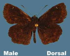 Staphylus hayhusrtii - male