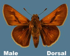 Polites origenes - male