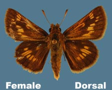 Polites peckius - female