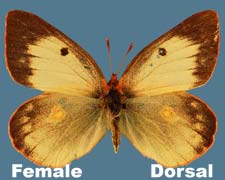 Colias philodice - female - white