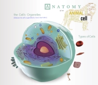 Animal Cell